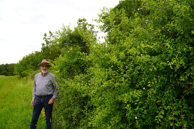 Manfred Stotz freut sich über die Benjeshecke, die seit 1993 zwischen Güglingen und Kleingartach wächst und gedeiht.