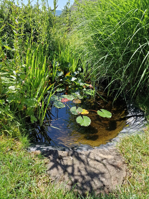 Teich mit Molchen im Siegergarten.